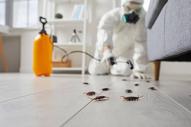 Affordable Termite Control solutions in Wood River, IL